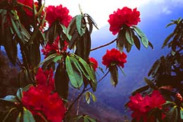 Snow peaks above, rhododendrons everywhere below