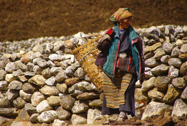 gathering dung for the fire