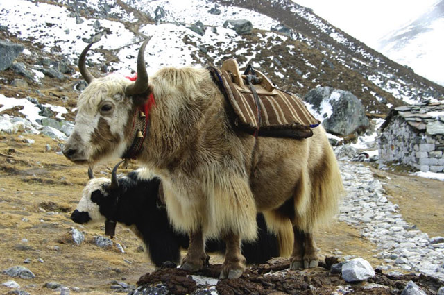 Yaks in meditation