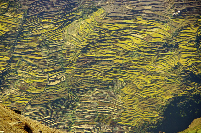 Terrace Farming in Nepal