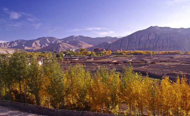 The poplars of Tserang