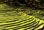 Rice Coming Terraces